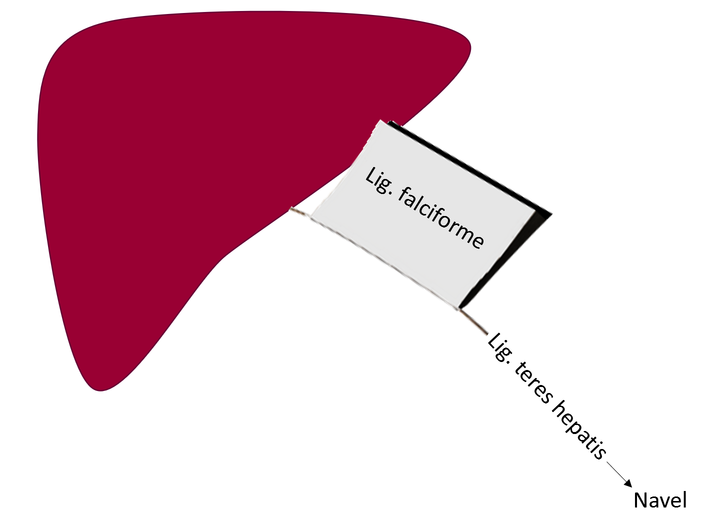 Leiden Schematic drawing liver with round ligament and falciform